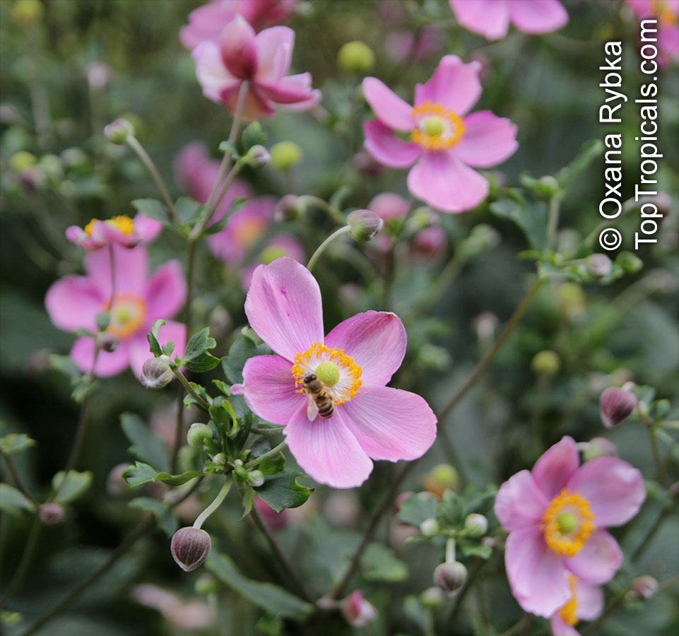 Anemone sp., Windflower. Anemone hupehensis 'Pink Saucer'