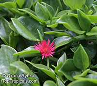 Aptenia cordifolia, Baby Sun Rose

Click to see full-size image