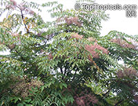 Aralia elata, Japanese Angelica Tree

Click to see full-size image