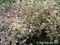 Aralia elata, Japanese Angelica Tree

Click to see full-size image