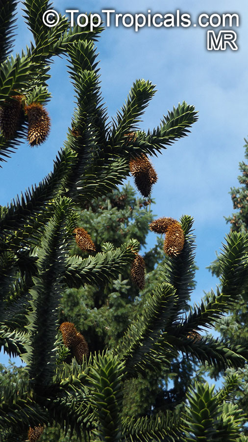 Araucaria araucana, Araucaria imbricata, Monkey Puzzle Tree, Chilean Pine