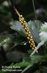 Arenga caudata, Dwarf Sugar Palm, Miniature Sugar Palm

Click to see full-size image