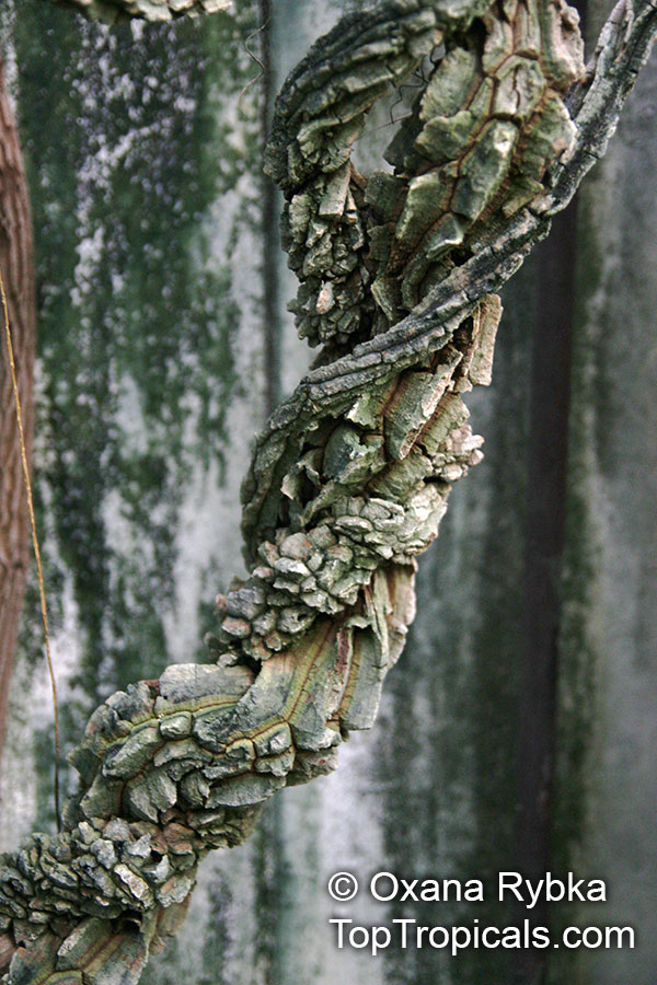 Aristolochia littoralis, Aristolochia elegans, Elegant Dutchmans Pipe, Calico Flower