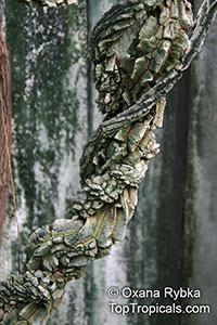 Aristolochia littoralis, Aristolochia elegans, Elegant Dutchmans Pipe, Calico Flower

Click to see full-size image