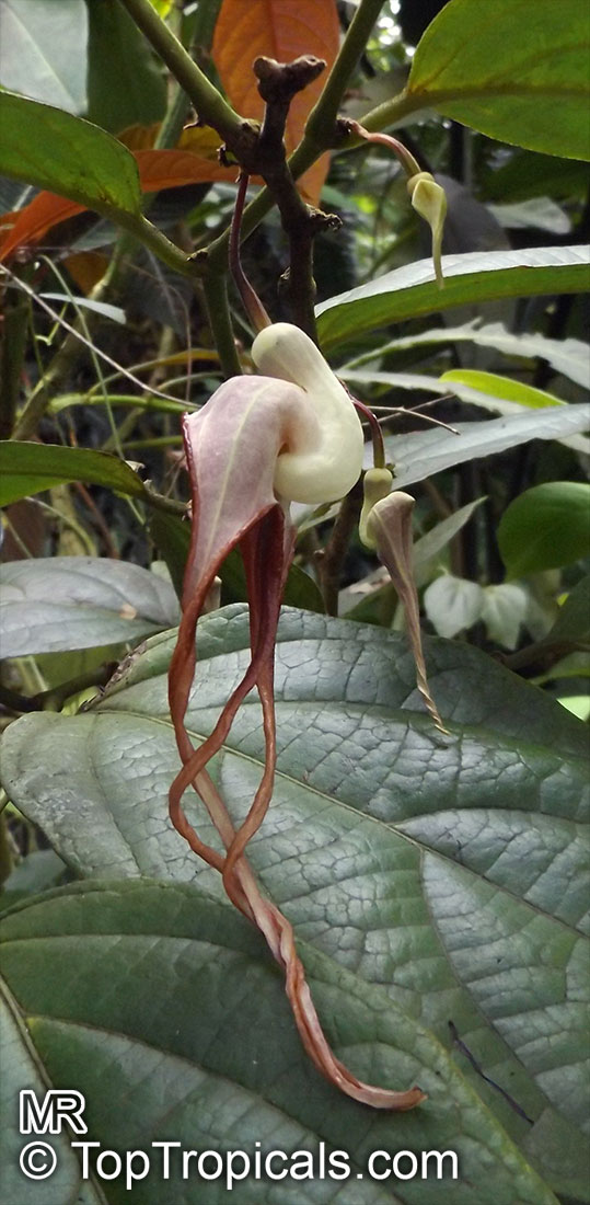 Aristolochia tricaudata, Isotrema tricaudata, Aristolochia, Three-tailed Pipe Flower