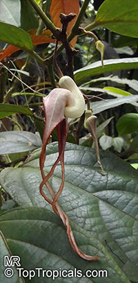 Aristolochia tricaudata, Isotrema tricaudata, Aristolochia, Three-tailed Pipe Flower

Click to see full-size image