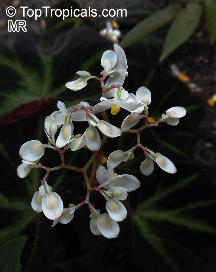 Begonia soli-mutata, Rhizomatous Begonia