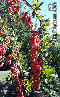 Berberis sp., Barberry

Click to see full-size image