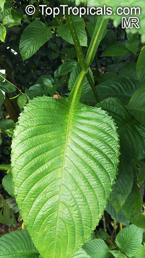 Brillantaisia sp., Tropical Giant Salvia, Fiddle Leaf 