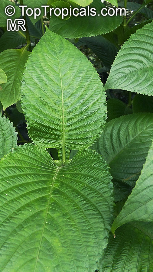 Brillantaisia sp., Tropical Giant Salvia, Fiddle Leaf 