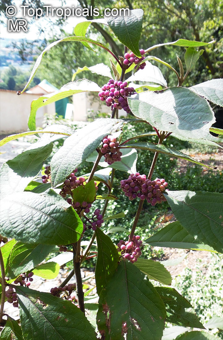 Callicarpa bodinieri, Bodinier's Beautyberry