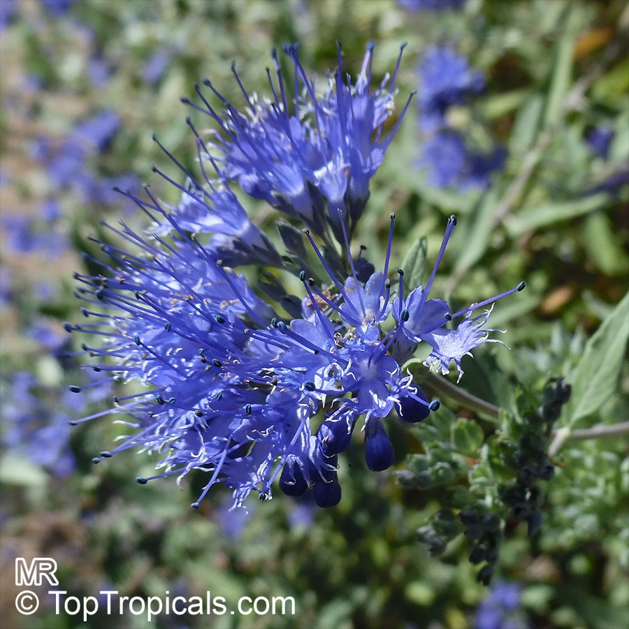 Caryopteris × clandonensis, Bluebeard, Blue Spirea, Blue Mist shrub
