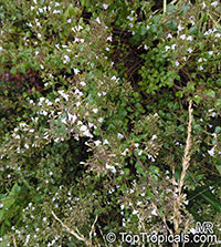 Clinopodium nepeta, Calamintha nepeta, Lesser Calamint. Clinopodium nepeta 'Triumphator'