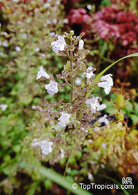 Clinopodium nepeta, Calamintha nepeta, Lesser Calamint. Clinopodium nepeta 'Triumphator'