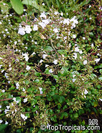 Clinopodium nepeta, Calamintha nepeta, Lesser Calamint

Click to see full-size image