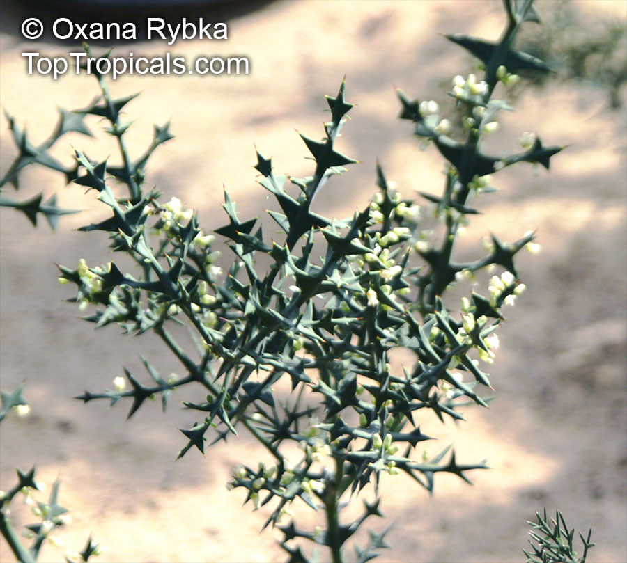 Colletia paradoxa, Colletia cruciata , Anchor Plant