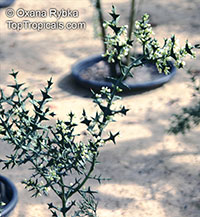 Colletia paradoxa, Colletia cruciata , Anchor Plant