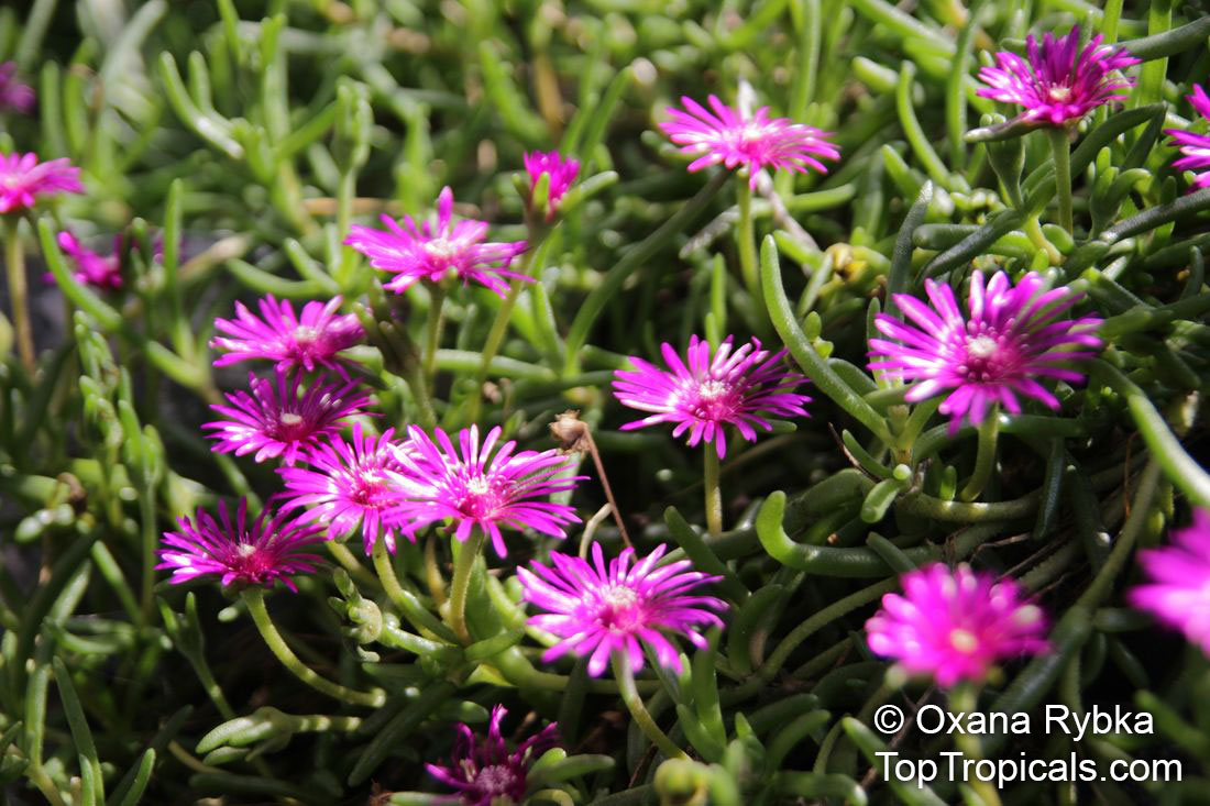 Delosperma cooperi, Mesembryanthemum cooperi, Trailing Iceplant, Hardy Iceplant, Pink Carpet