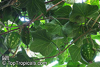 Dieterlea maxima, Ibervillea maxima, Dieterlea

Click to see full-size image