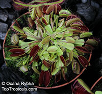 Dionaea muscipula, Venus flytrap

Click to see full-size image