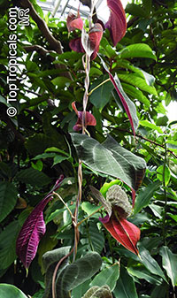 Dioscorea dodecaneura, Dioscorea discolor, Yam

Click to see full-size image