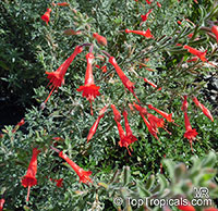 Epilobium canum, Zauschneria californica, California Fuchsia, Hummingbird Trumpet, Firechalice

Click to see full-size image