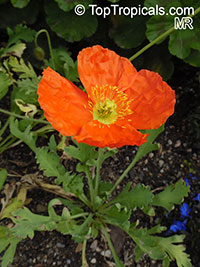 Eschscholzia californica, California Poppy, Golden Poppy

Click to see full-size image