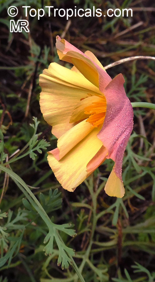 Eschscholzia californica, California Poppy, Golden Poppy