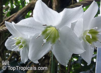 Eucharis grandiflora, Amazon Lily

Click to see full-size image