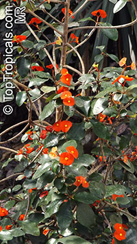 Euphorbia geroldii, Thornless Euphorbia

Click to see full-size image
