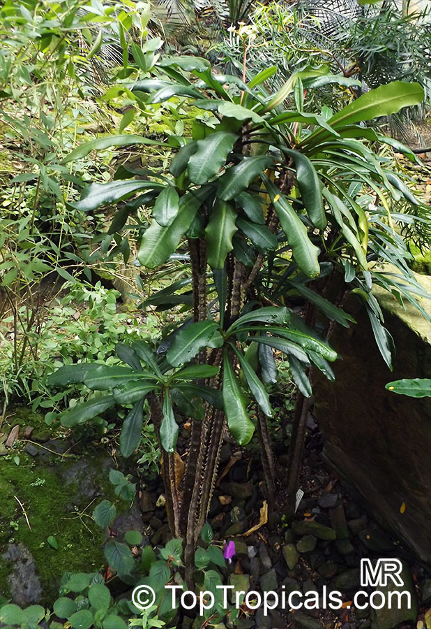 Euphorbia lophogona, Randramboay