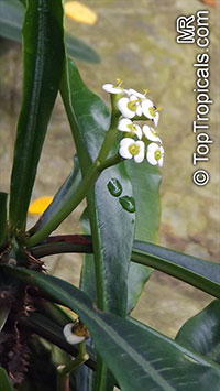 Euphorbia lophogona, Randramboay

Click to see full-size image