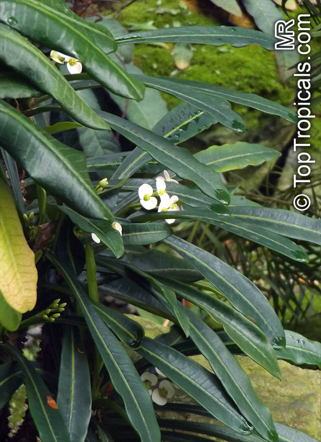 Euphorbia lophogona, Randramboay