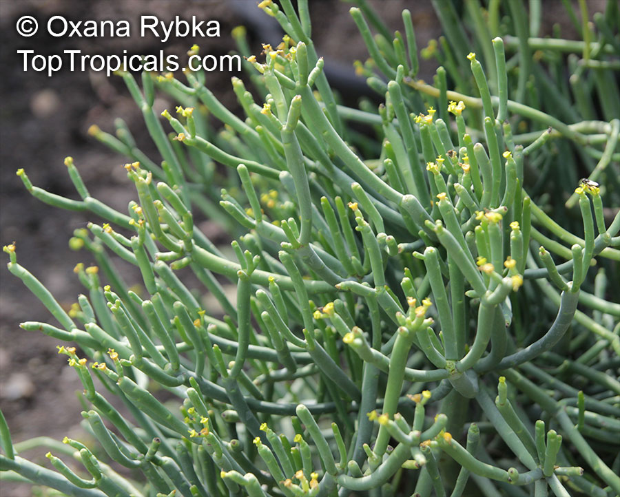 Euphorbia sp., Milkweed, Spurge