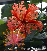 Hibiscus schizopetalus, Coral Hibiscus, Skeleton Hibiscus, Chinese Lantern, Japanese Lantern, Fringed Hibiscus

Click to see full-size image