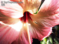 Hibiscus storckii, Hidden Valley Hibiscus

Click to see full-size image