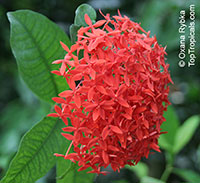 Ixora coccinea, Jungle flame, Needle flower, Flame of the Woods, Jungle Geranium

Click to see full-size image