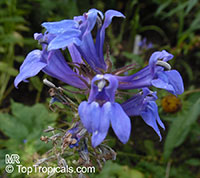 Lobelia siphilitica , Great Blue Lobelia, Blue Cardinal Flower 

Click to see full-size image