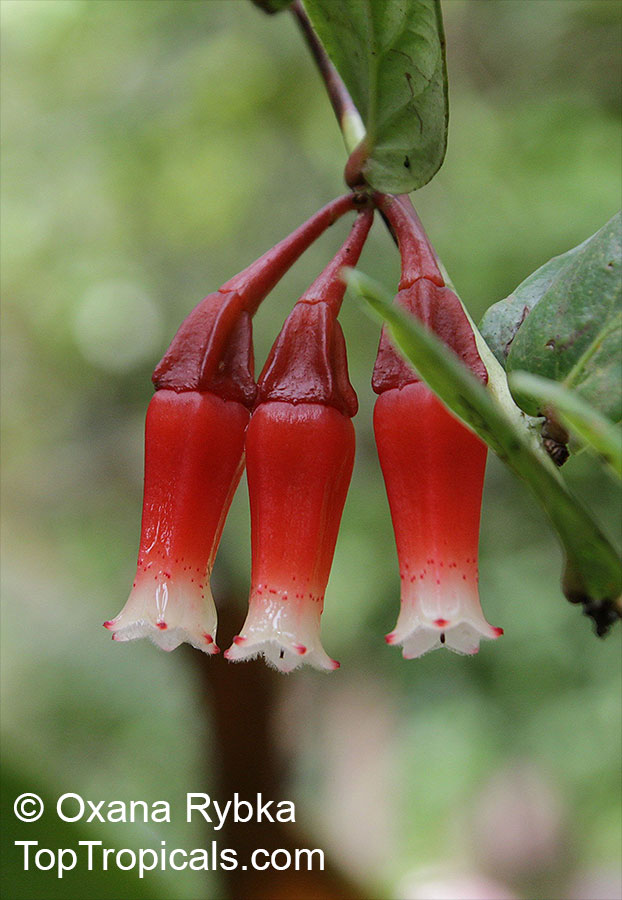 Macleania sp., Macleania. Macleania cordifolia