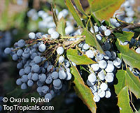 Mahonia sp., Mahonia, Holly Grape

Click to see full-size image