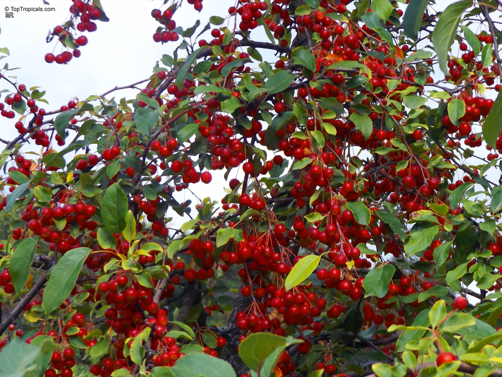 Malus sp., Apple. Malus prunifolia Malus sp., Apple. Malus prunifolia