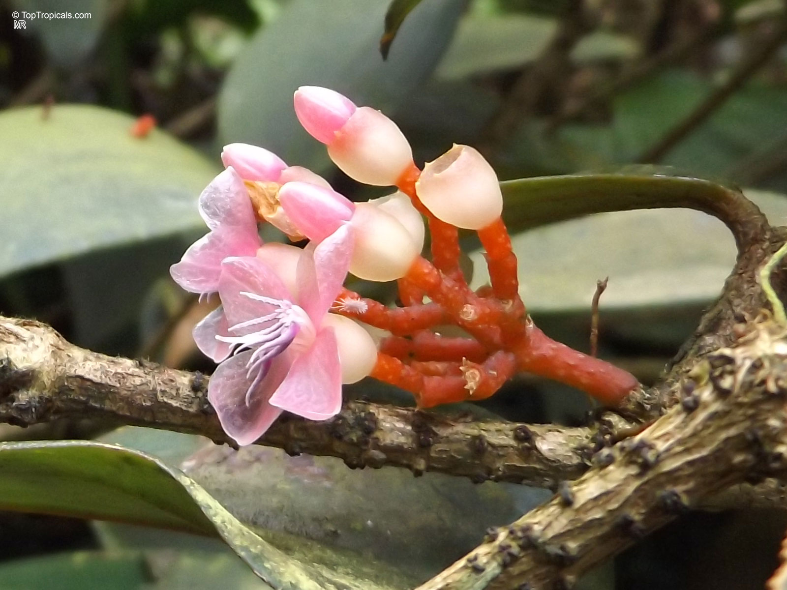 Medinilla sp. (Medinilla) pink flower with purple center attached to a textured woody branch Medinilla sp. (Medinilla) pink flower close up on branch
