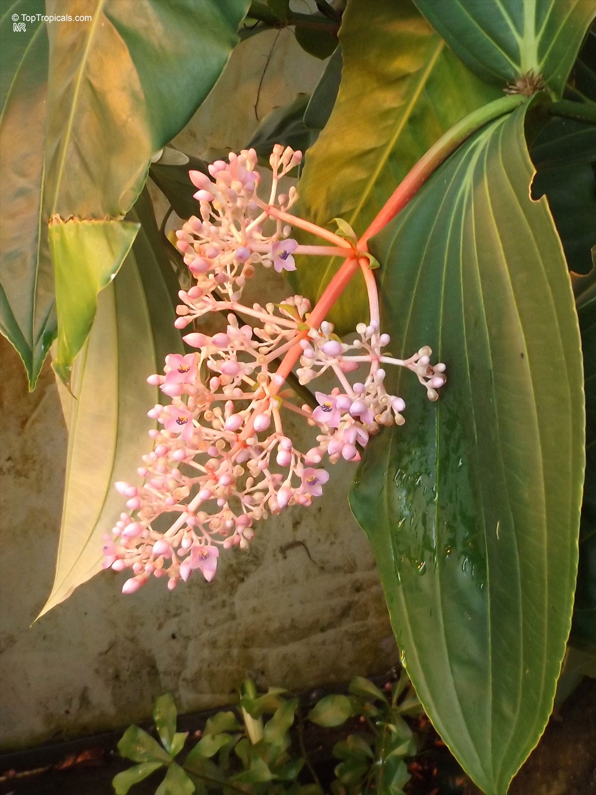 Medinilla sp. (Medinilla) pink flower cluster hanging next to large, textured green foliage Medinilla sp. (Medinilla) pink flower close up hanging on thick green leaves branch