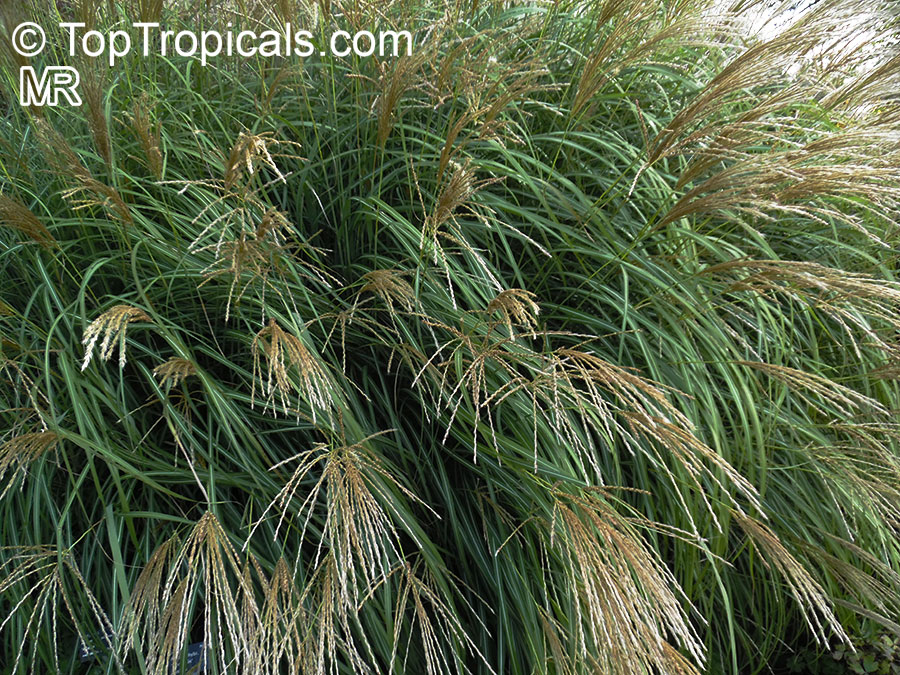 Miscanthus sinensis, Chinese Silver Grass, Zebra Grass, Porcupine Grass