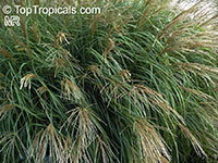 Miscanthus sinensis, Chinese Silver Grass, Zebra Grass, Porcupine Grass

Click to see full-size image