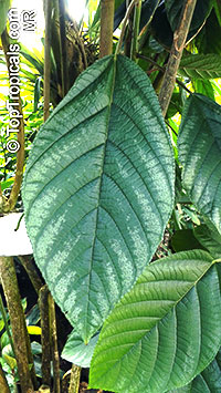 Myriocarpa stipitata

Click to see full-size image