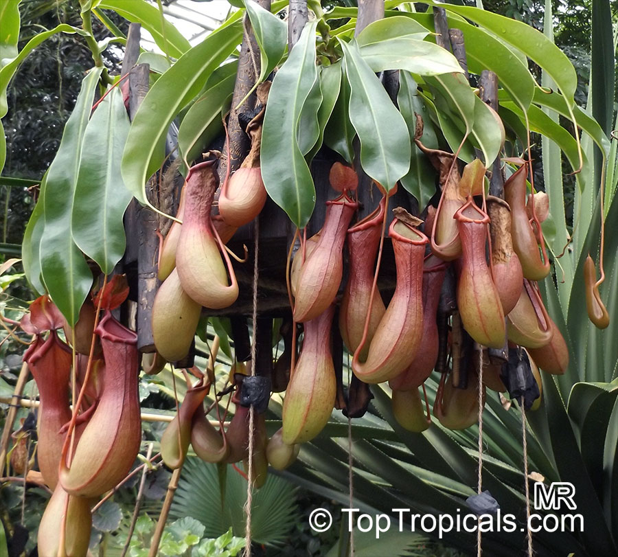 Nepenthes, the carnivorous tropical pitcher plant