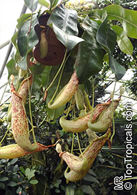 Nepenthes sp., Winged Nepenthes, Pitcher Plant, Monkey Cups

Click to see full-size image