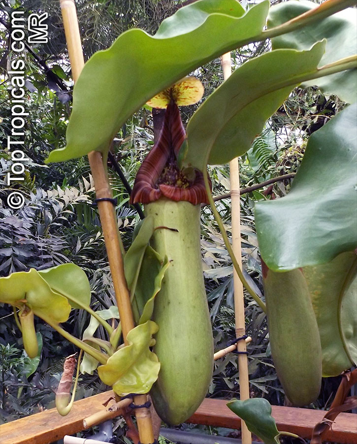 Nepenthes sp., Winged Nepenthes, Pitcher Plant, Monkey Cups. Nepenthes truncata
