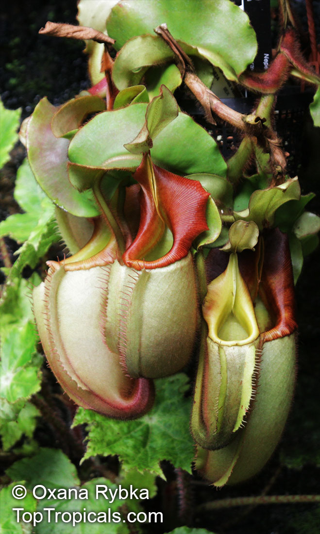 Nepenthes sp., Winged Nepenthes, Pitcher Plant, Monkey Cups. Nepenthes veitchii